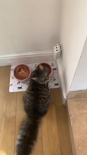 mabel_may_the_cat09 on TikTok