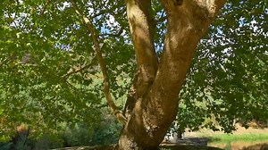 Freedom Festival 2019 - Last 24h to buy your ticket at 125€. After these 24h the ticket price will rise to 150 € Join us for 6 nights and 7 days in the Portugal Summer! Buy your ticket @ http://bit.ly/FF2019tickets | FREEDOM FESTIVAL