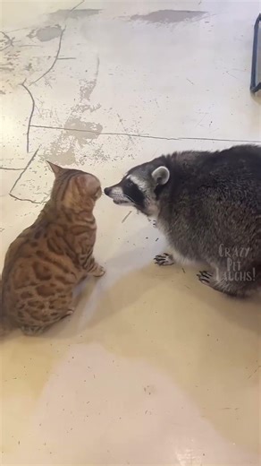 These are the Funniest Pets of the Week! #8