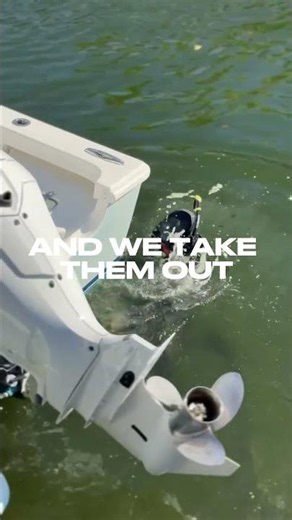Professional Hull Cleaning & Barnacle Removal | The Barnacle King