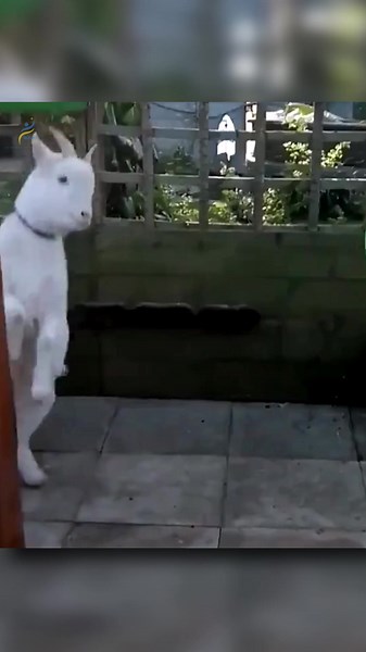 Baby Goat's Adorable Playtime with Jolly Ball