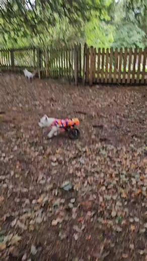 Chasing squirrels 🐿🐿🐿🐿 | Pumpkin The Wheelie Westie Warrior