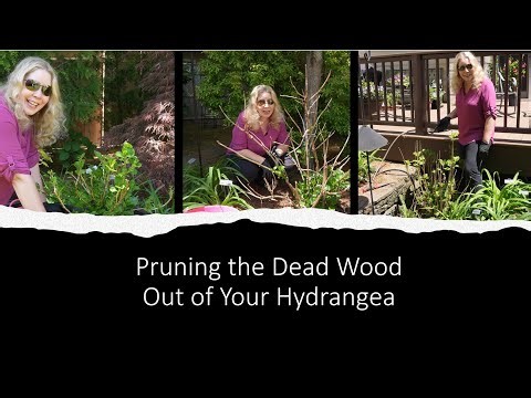 How to Prune the Dead Wood Out of Your Hydrangea