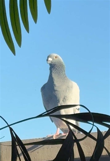 The Silent Language of Animals: Understanding Pigeons