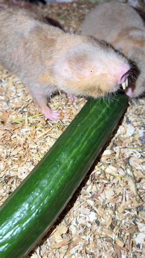 Taste Mole #mole #fruit #viral #Food #taste | mole rat