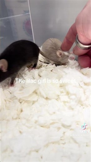 New mice, who dis? #mice #mouse #petmice #petmouse #mousebreeding #mousecolony #pets #cutemouse