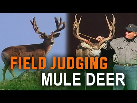 Deer scoring - the easy way! How to Field Judge Mule Deer with Mike Eastman