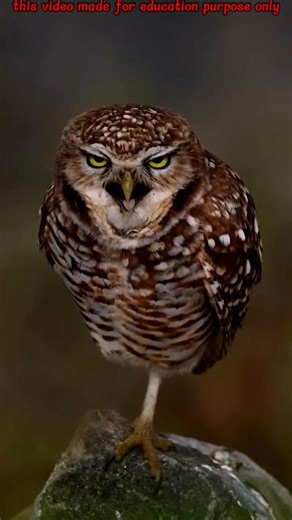 Is Owl Dangerous? 😱 Truth About Owl Attacks & Facts Revealed #shorts