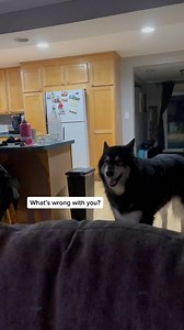 40K views · 2.2K reactions | Someone got sprayed! #dog #alaskanmalamute #talkingdog | KrispyK9 | Facebook