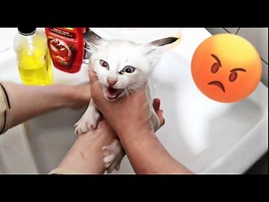 baby cat crying in his first bath