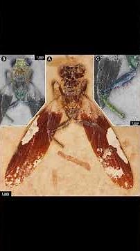 Praying Mantis Pet Showcase