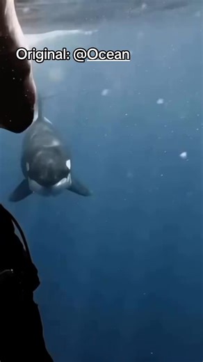 Chat, are we cooked #orca#ocean#nature#moreyouknow | Casual Geographic