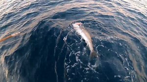 23K views · 205 reactions | ON THE CHEW WITH THE GO FISH CREW... Russell Moonsamy joined Byron and Kirk from Go Fish for a fish with Hurricane Adventures and we had a jol...for a fishing adventure you'll never forget email kirk@gofishmagazine.co.za @capt_ron28 @gofishmagsa @slayertait @alister_franz | Go Fish | Facebook