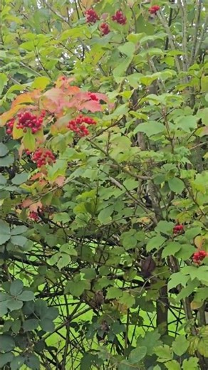 Forever Thankful 🙏🍒🍃 | Nature’s Color Before the Fall #shorts