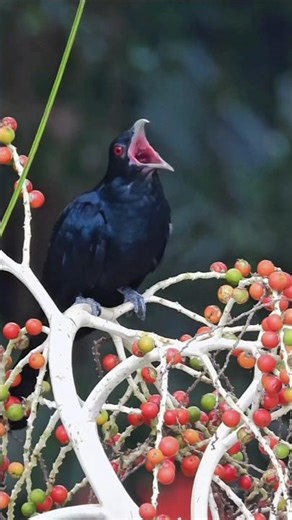 Asian Koel Bird's Mesmerizing Call 🐦 Nature's Morning Song #birdcall #shorts