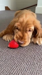 71K views · 2.4K reactions | POV: your dog is unintentionally the cutest thing in the whole wide world 凉♥️ Credit: @its_princesspenny | Cocker Spaniel Lovers | Facebook