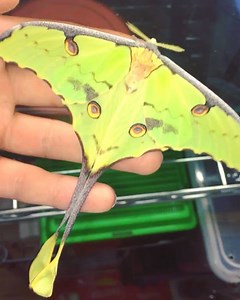 African Moon Moth, (Argema mimosae) Origin- *stock origin unknown* A beautiful species of Moon Moth from Africa which closely resembles the larger Comet Moth (Argema mittrei) from Madagascar. This is a male which eclosed (emerged) on Tuesday afternoon. 😊 ________________________________________ Links to other bug-related social media are: Facebook: http://www.facebook.com/RichardsInverts/ Youtube: http://www.youtube.com/user/Desiccata/ Instagram: http://www.instagram.com/Darkrai283/ | Richard's