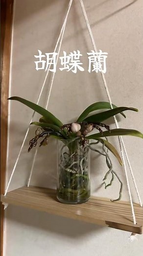 蘭を根っこむき出しの水栽培で育てて居ます👼🏻 #orchid #胡蝶蘭 #グラス栽培 #蘭 #花 #Flower #水耕栽培