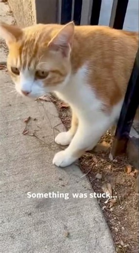Stray Cat Stuck in an Iron Fence… The Calm Rescue That Saved Its Life 🐾 #shorts