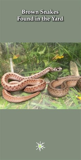 New vs Old Skin of Brown Snakes #wildlife #reptiles #nature