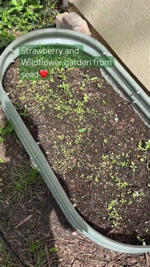 In my happy happy place💕 #flockingaroundkc #gardening #strawberrygarden #garden