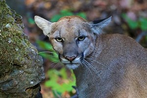 LA Zoo koala mauled to death by predator