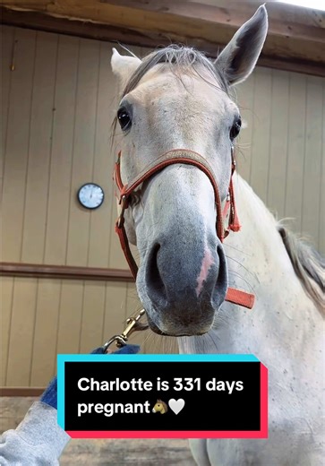 Charlotte is 331 days pregnant🐴🤍 | charlotte pregnant