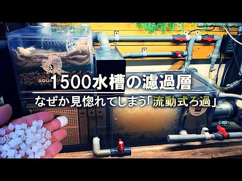 Tangki arowana dengan penapisan katil terbendalir