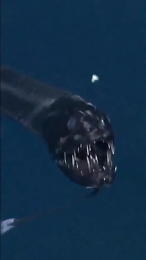 This Fish Hunts With Its Own Night Light!