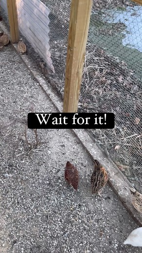 Understanding Quail Eggs and Their Unique Features