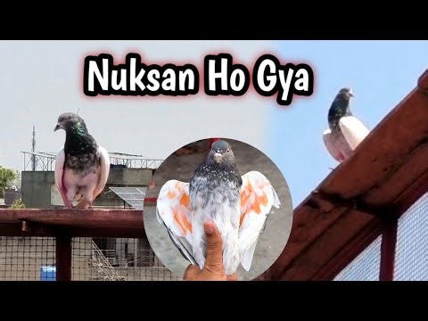 Aaj Nuksan Ho Gya / Hashim Mahmood Pigeon