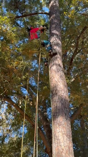 14 reactions | Work Smarter! | Bradley Tree Works | Facebook