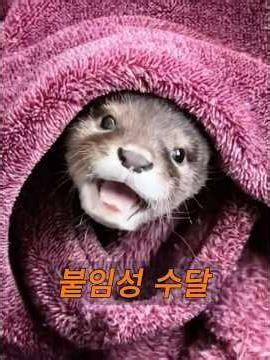 애교 많은 수달 새끼 #동물 #animals