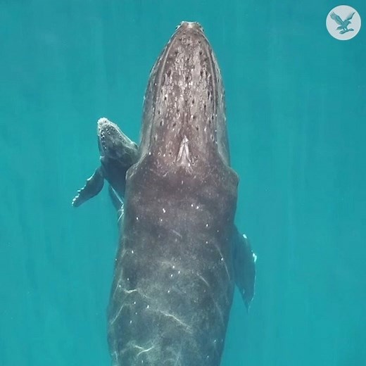 Remarkable footage shows how humpback whales nurse their young | The Independent