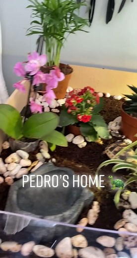 Pedro’s little home before he trashes it 😂🐢#marginatedtortoise #tortoise #babytortoise #enclosuresetup