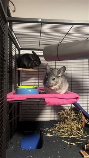 Hey Good Looking 🤙🏽😎 #chinchilla #chinchillalove #chinchillasoftiktok #cute #pets #funny #animals #chins #fluffy