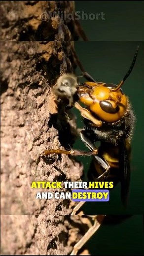 These are the enemies of the bees! || Bees vs Hornets #bees #hornet #fighting