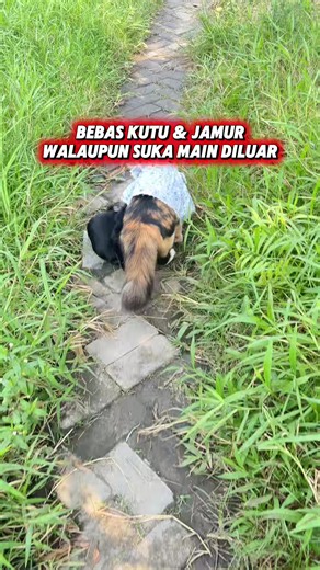 Obat Semprot untuk Kucing: Bebas Kutu, Jamur, dan Scabies