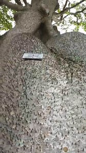 This is why you should stay away from the sandbox tree ️ #sandbox #tree #interesting #nature unique.planet | unique.planet