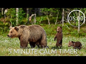 Countdown Timer 5 Minutes With Relaxing Music For Concentration ⏲ Bears 🐻 5 minute timer calm music