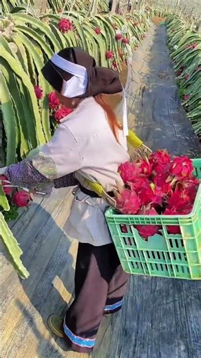 Modern Dragon Fruit Harvesting Technique 🌵 Fast, Clean & High-Yield Farming