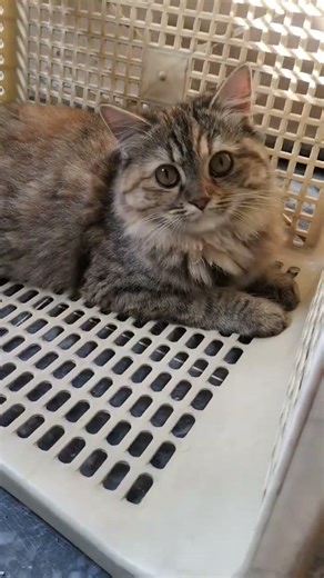 cute cats 😻❤️❤️#fyp #trending #animal #cat #catvideos #blackcat #short