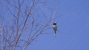 Baical White wagtail (Motacilla alba baicalensis) on a tree branch, spring. Altai Territory
