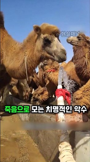 사막에서 낙타에게 물을 주면 안 되는 이유