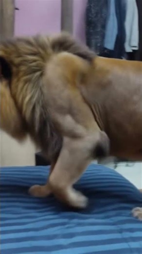 #nivetadingramusic @anantgamer190