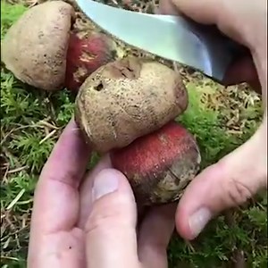 Once cut open, a rubroboletus species will rapidly oxidize and turn blue. In general, blue-staining red-pored boletes should be avoided for consumption. #FungusFriday 🍄 by Woodland Cravings | Science Channel