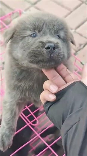 This baby dog has a tiny mole on its lip that adds to its charm