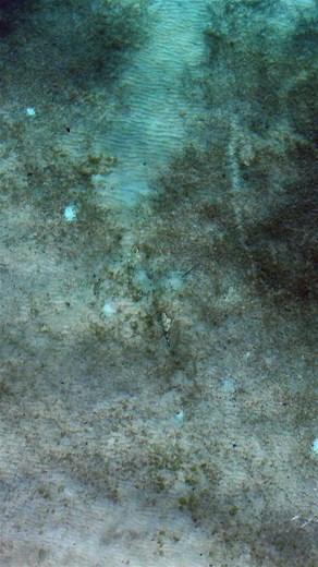 Two Flathead and Two Different Moods. The Red Shinto Assist Hooks on the ARMA Skip Doctor must have fired it up 👀 #fishing #ocean #tackleworldaust #livethetackleworldlife #drone #reel #beautiful #tackleworldbundy #outdoors #flathead | JC's Fishing Shenanigans