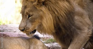 4K - Lions mating. Full scene