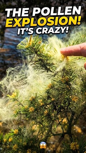 Don't Breathe! The Pollen Cloud Is Real 🌫️⚠️🌲😧😆 #justlookup #nature #fypシ
